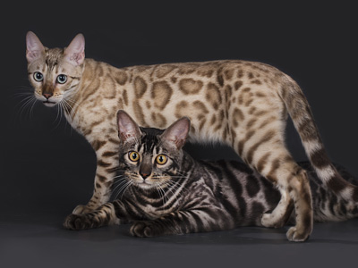 Бенгальские кошки. Фото