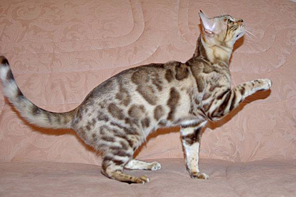 бенгальская кошка меланистик